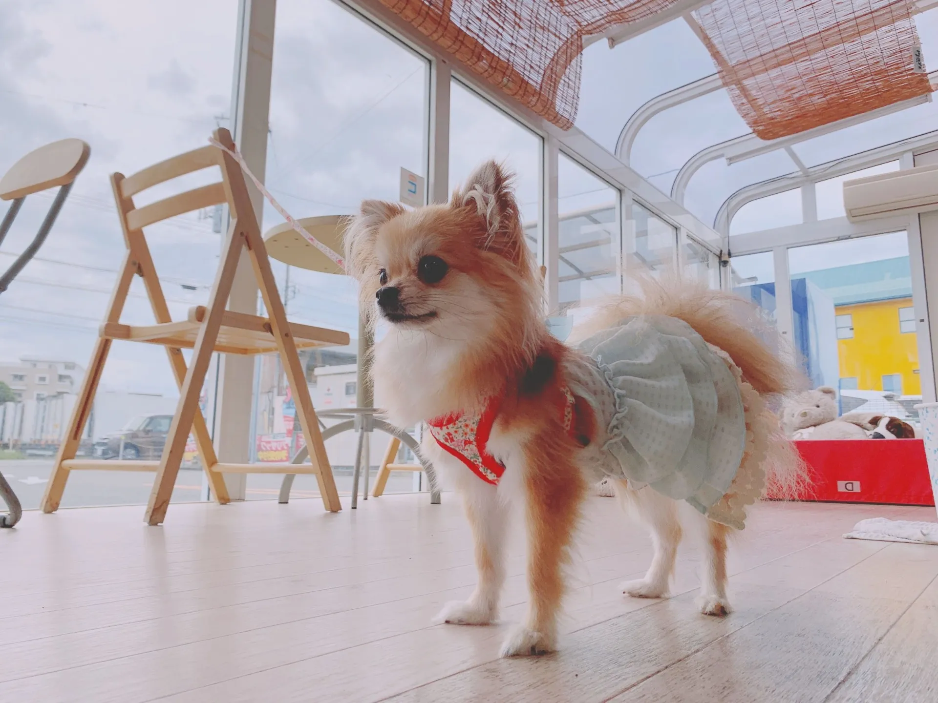 大切なペットとご来店いただけます!!